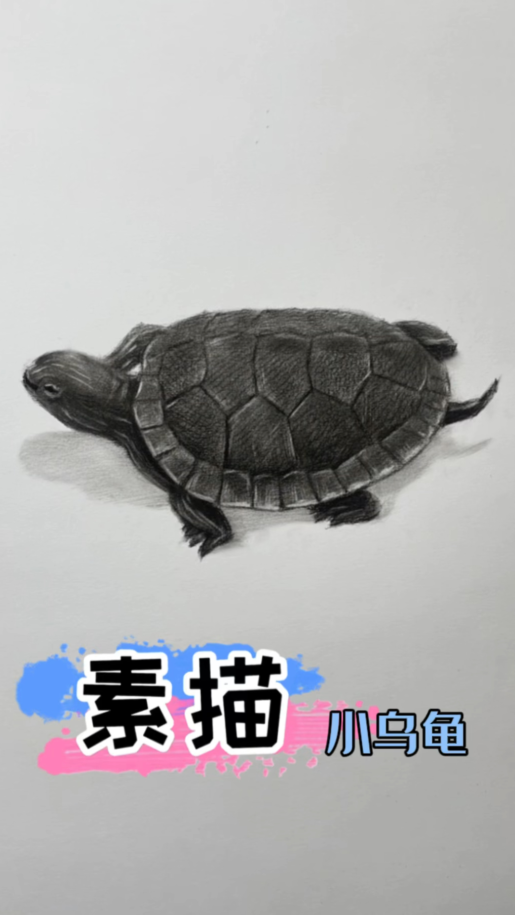 超简单的素描小乌龟画法