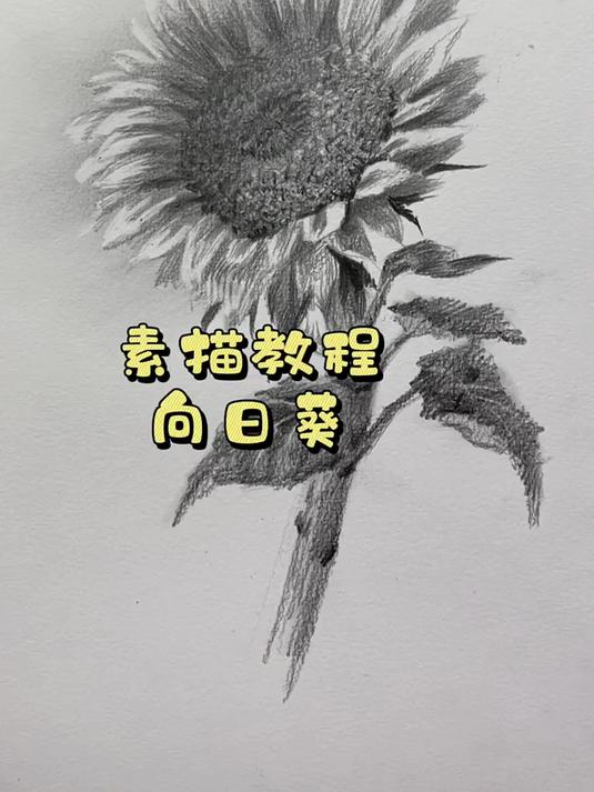 素描静物—向日葵绘画视频过程