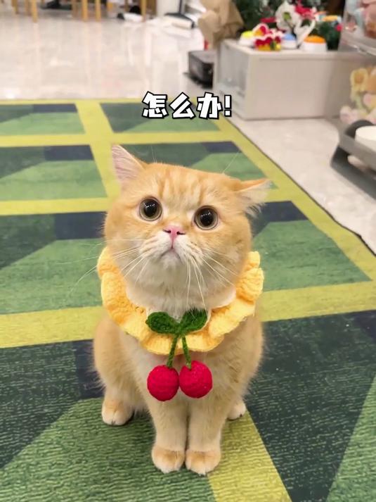 有人知道这是什么蜗牛吗？