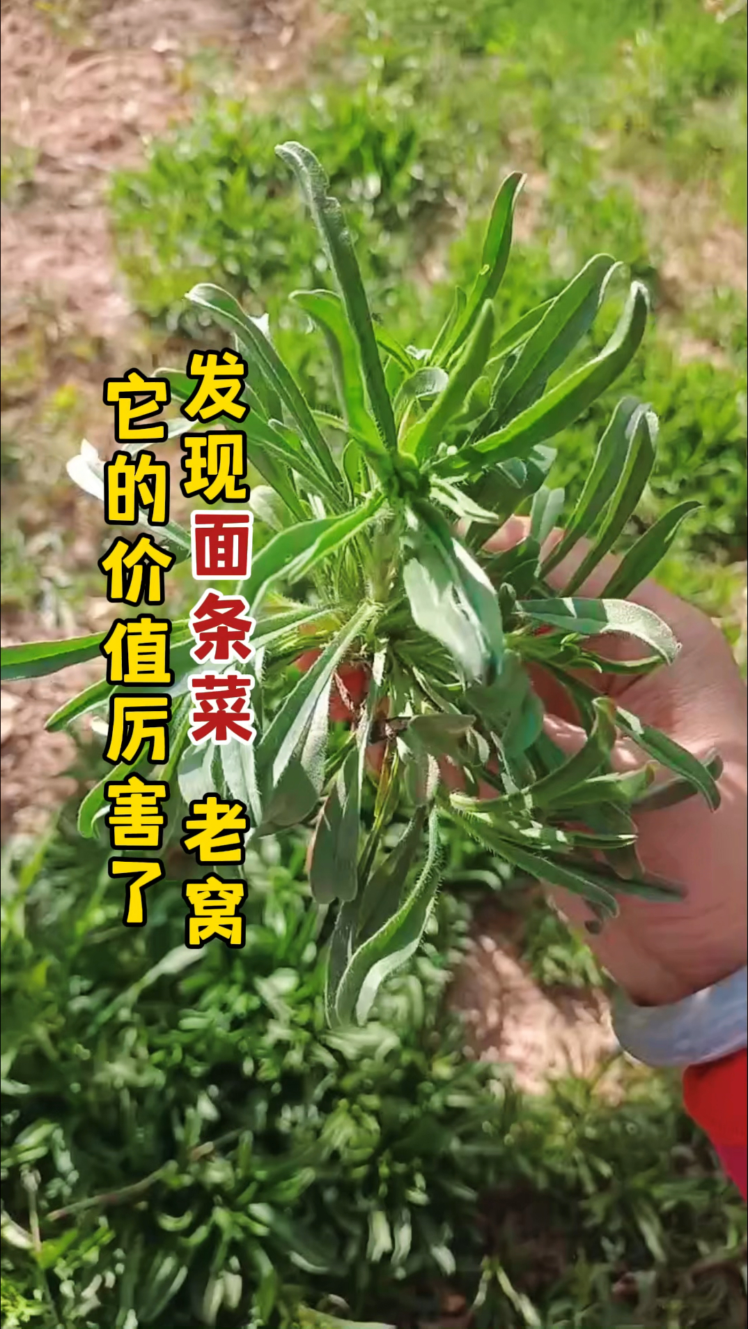 女性朋友可以多吃这种农村野菜,面条菜比吃肉好,竟然还好多朋友不知道它的价值!