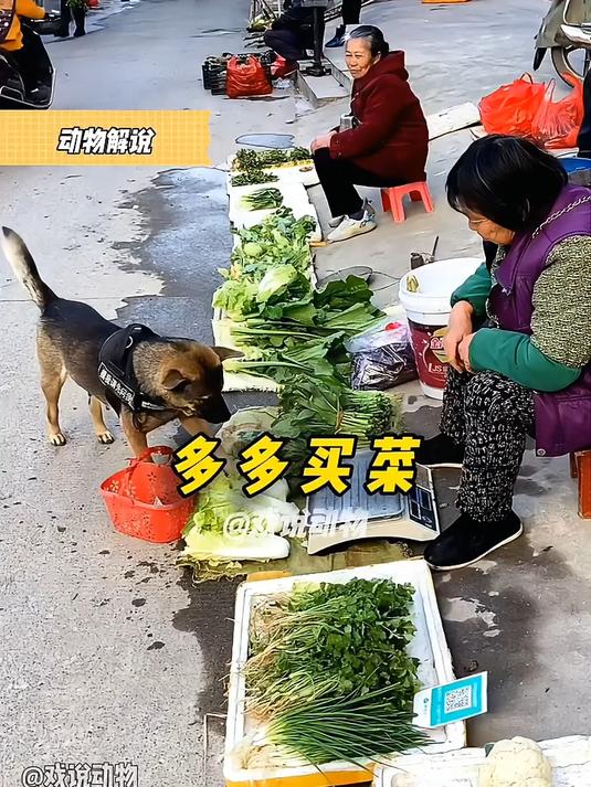 多多买菜