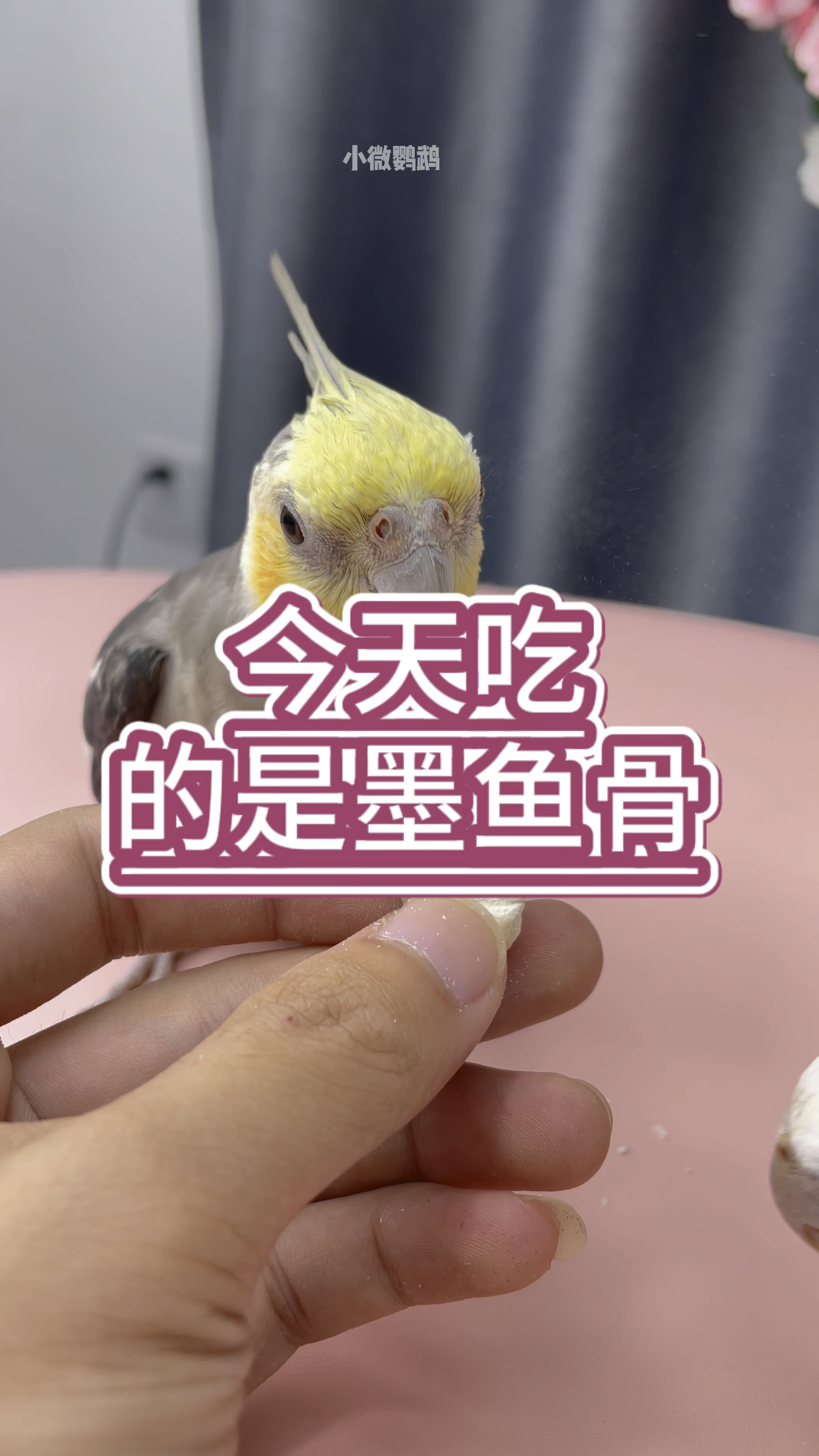今天吃的是墨鱼骨