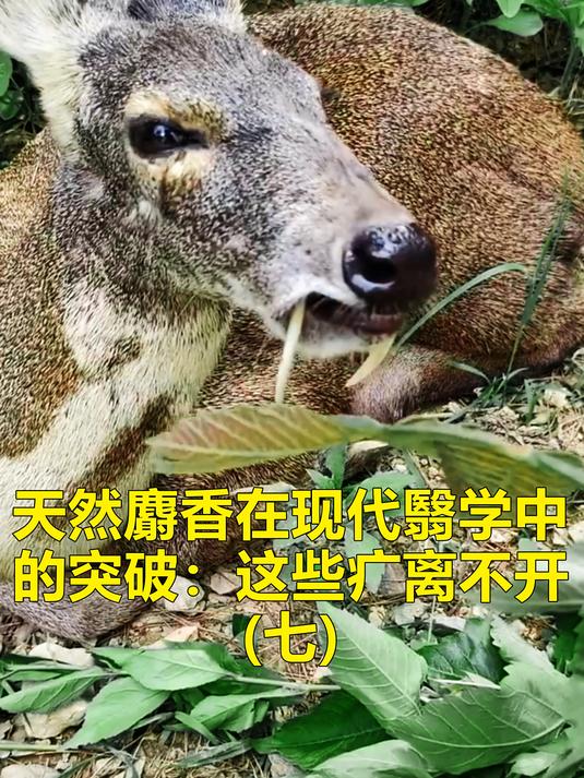 天然麝香在现代翳学中的突破:这些疒离不开它