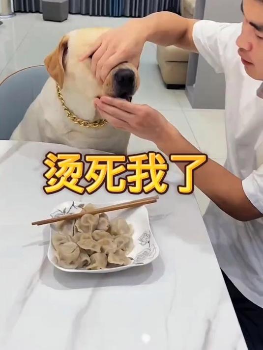 带你看看狗狗和主人一起吃饺子的搞笑场面