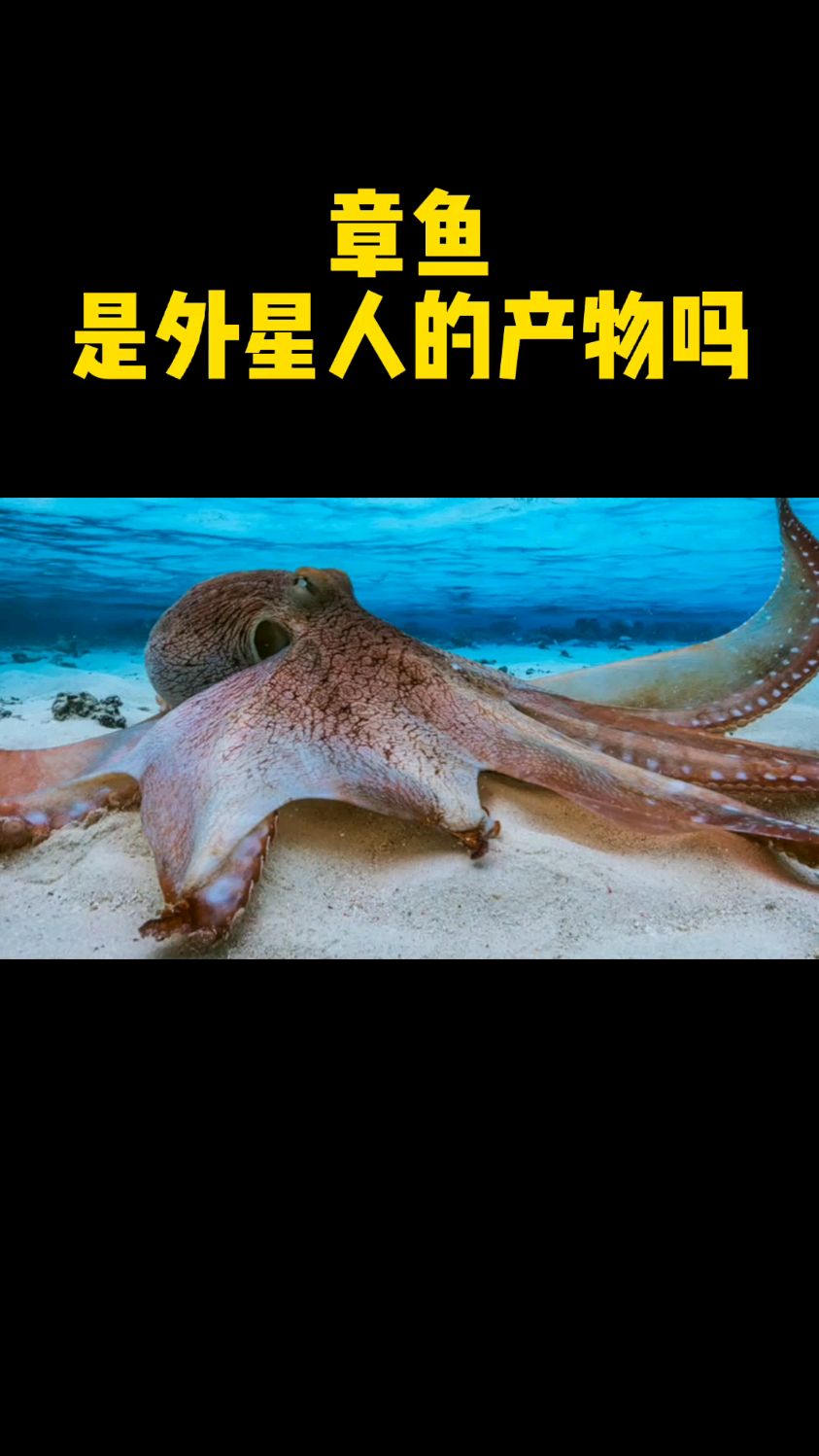 章鱼是外星人的产物吗