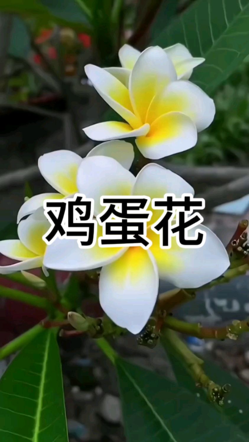 最浪漫不过世间花,来养一颗鸡蛋花吧,清新淡雅,花期长,香味道清香也很好闻#鸡蛋花