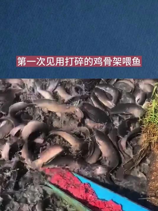 第一次见用打碎的鸡骨架喂鱼