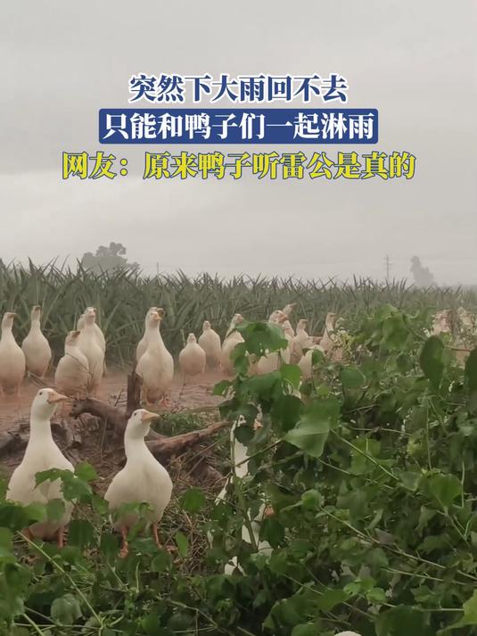 突然下大雨回不去,只能和鸭子们一起淋雨,原来鸭子听雷公是真的