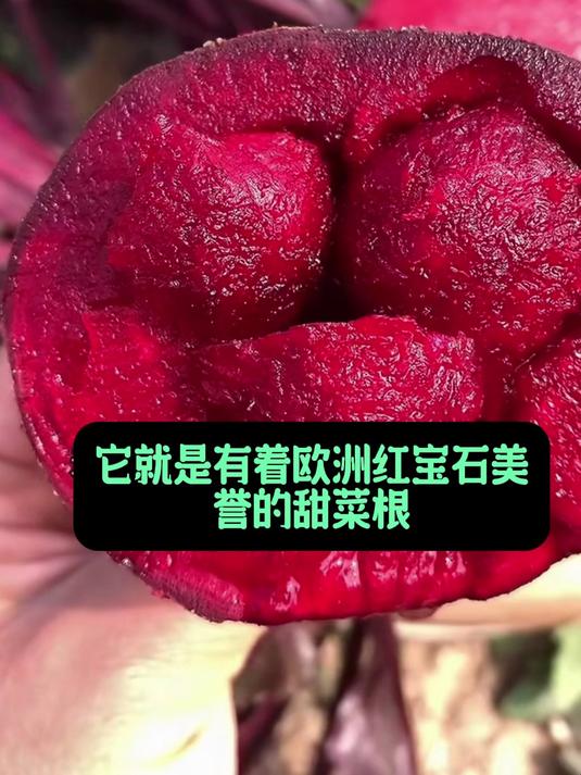 尝一口甜菜根,清甜滋味在舌尖,营养功效看得见