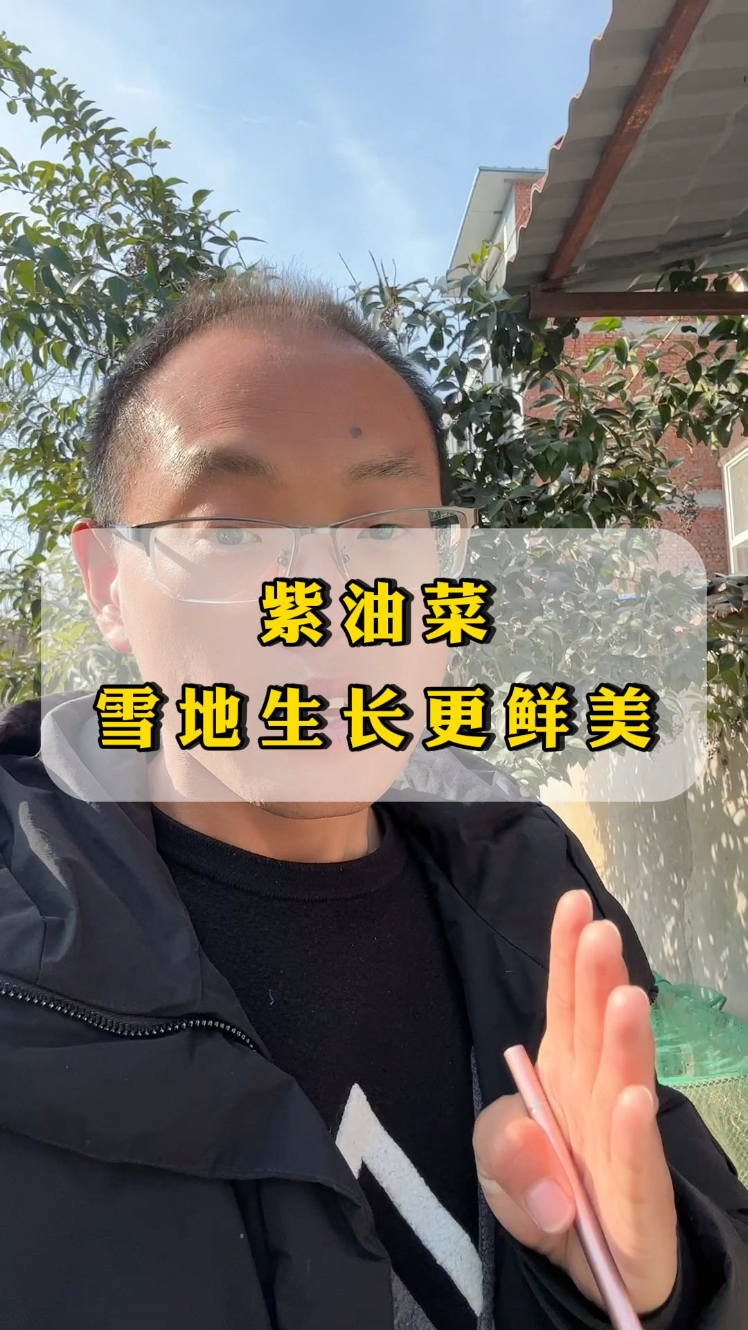下雪天也能生长的紫油菜,味道鲜美营养高,祢们吃过吗?