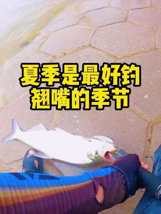 夏季是最好钓翘嘴的季节