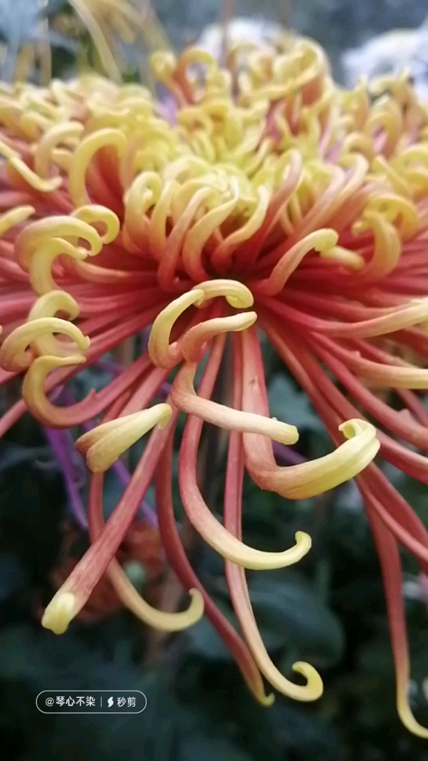 秋菊欣赏之——金鸡报晓