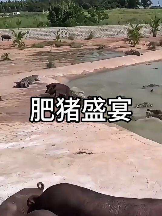 鳄鱼吃猪