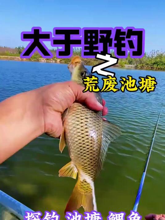探钓荒野池塘，鲤鱼的真相远不如泛滥那么简单#钓鱼#