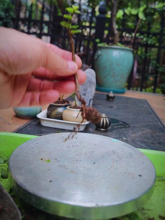#多肉植物#金枝玉叶小盆景造型