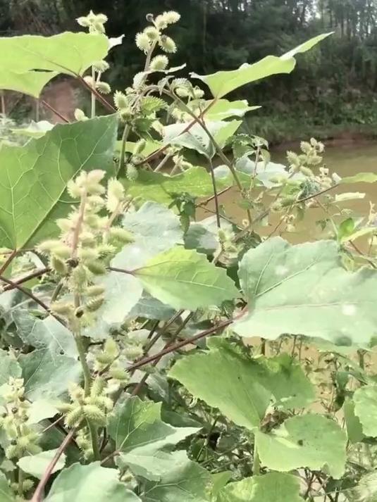 自制鸭舌帽