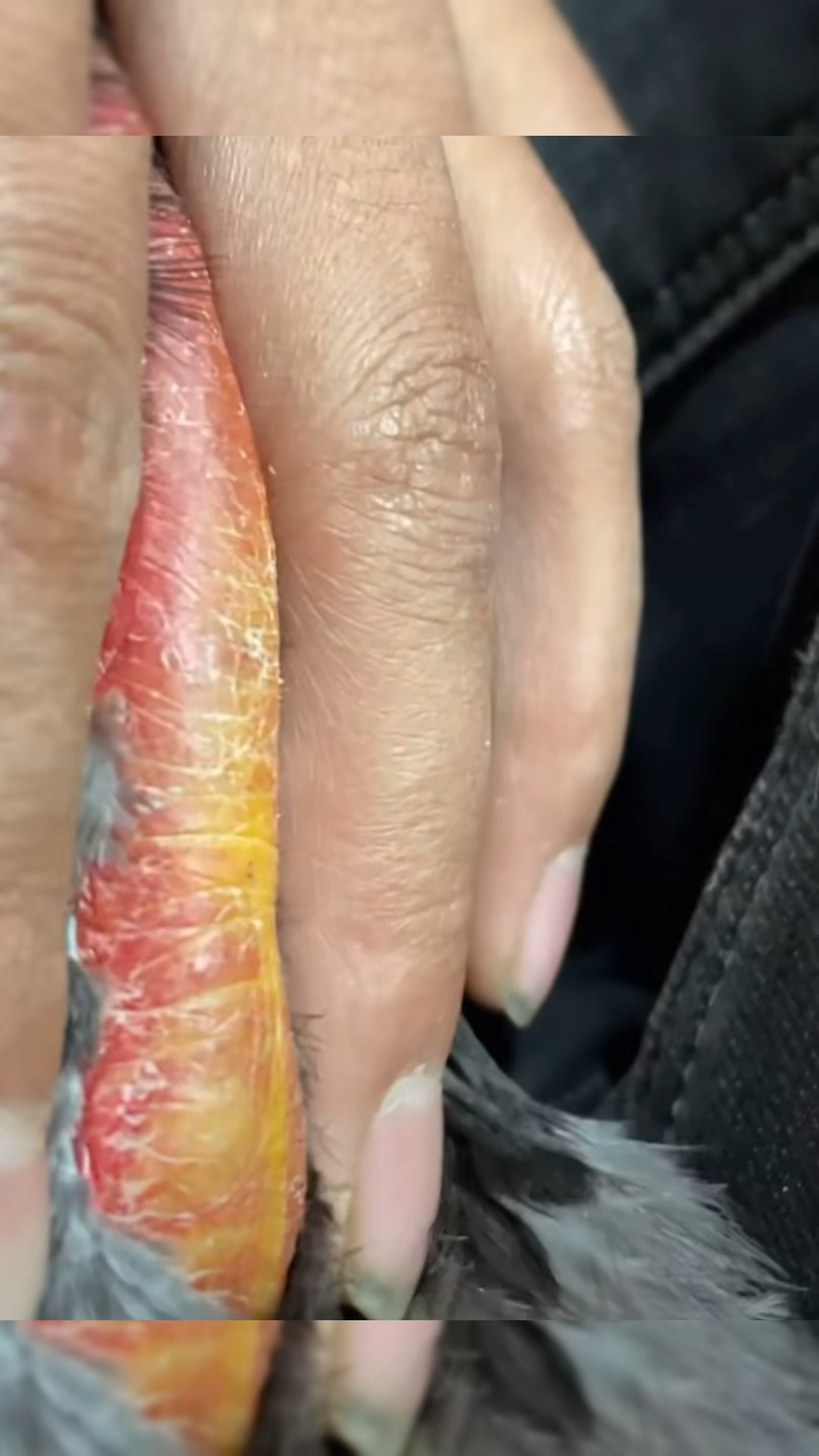 小鸡腿瘸就用它,不用打针
