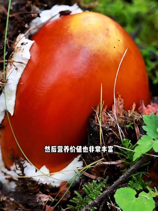 酷似西红柿的鹅蛋菌喜马拉雅山脉