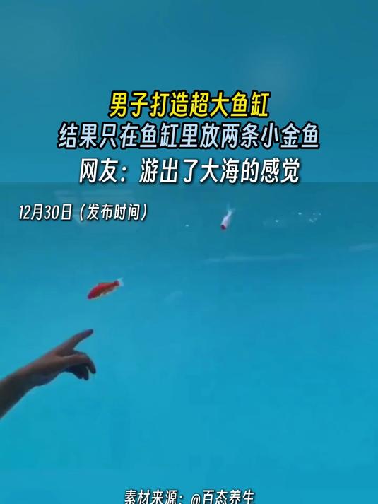 男子打造超大鱼缸,结果只在鱼缸里放两条小金鱼,网友:游出了大海的感觉