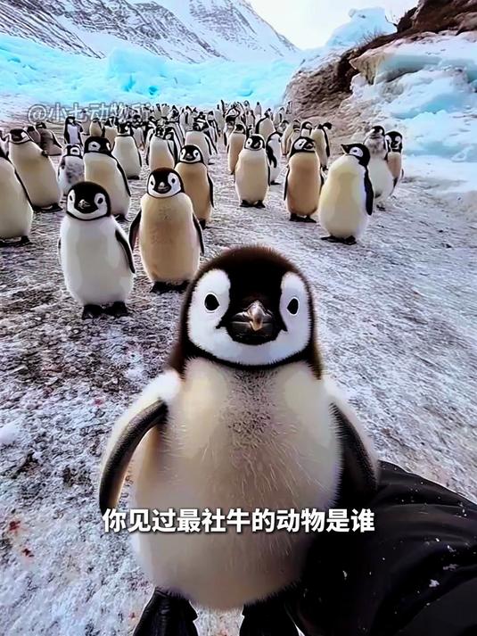 没想到企鹅是最社牛的动物!