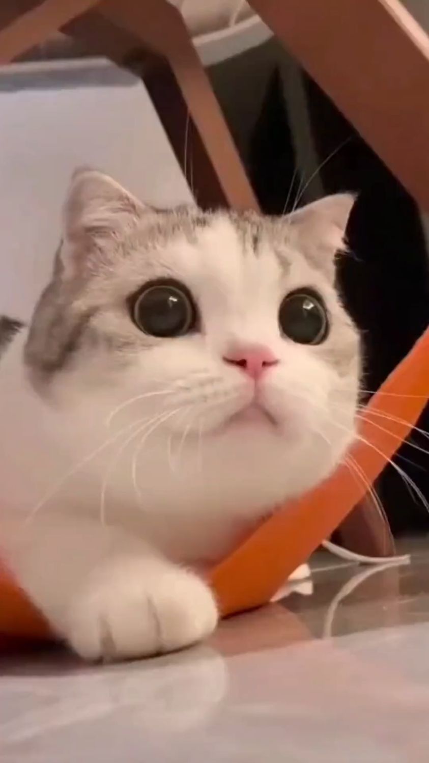 能吸引猫咪过来的各种声音,赶快收藏
