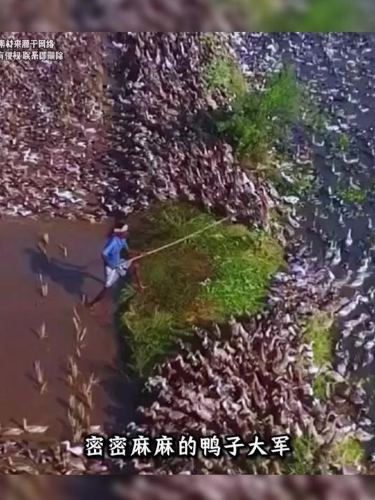 咸鸭蛋,薄盐多油,选用鄱阳湖吃小鱼小虾长大的麻鸭蛋,少盐慢腌
