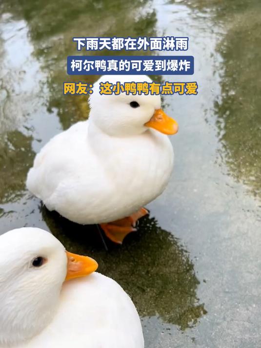 下雨天都在外面淋雨，柯尔鸭真的可爱到爆炸，网友：这小鸭鸭有点可爱