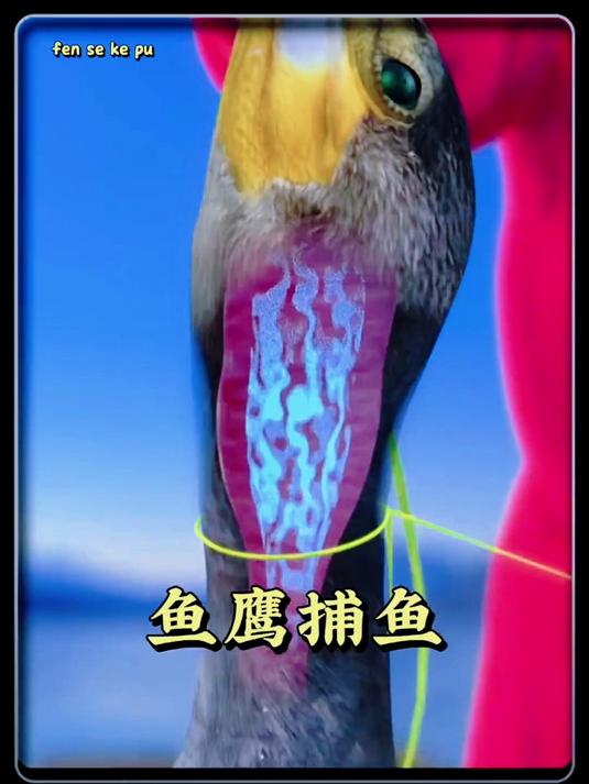 鱼鹰捕鱼