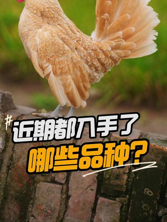 给各位精神股东汇报一下,最近入手了哪些品种#观赏鸡##宠物鸡##养鸡##斗鸡爱好者#