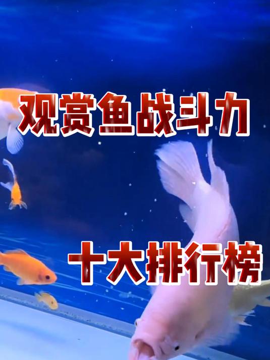 观赏鱼战斗力十大排行榜
