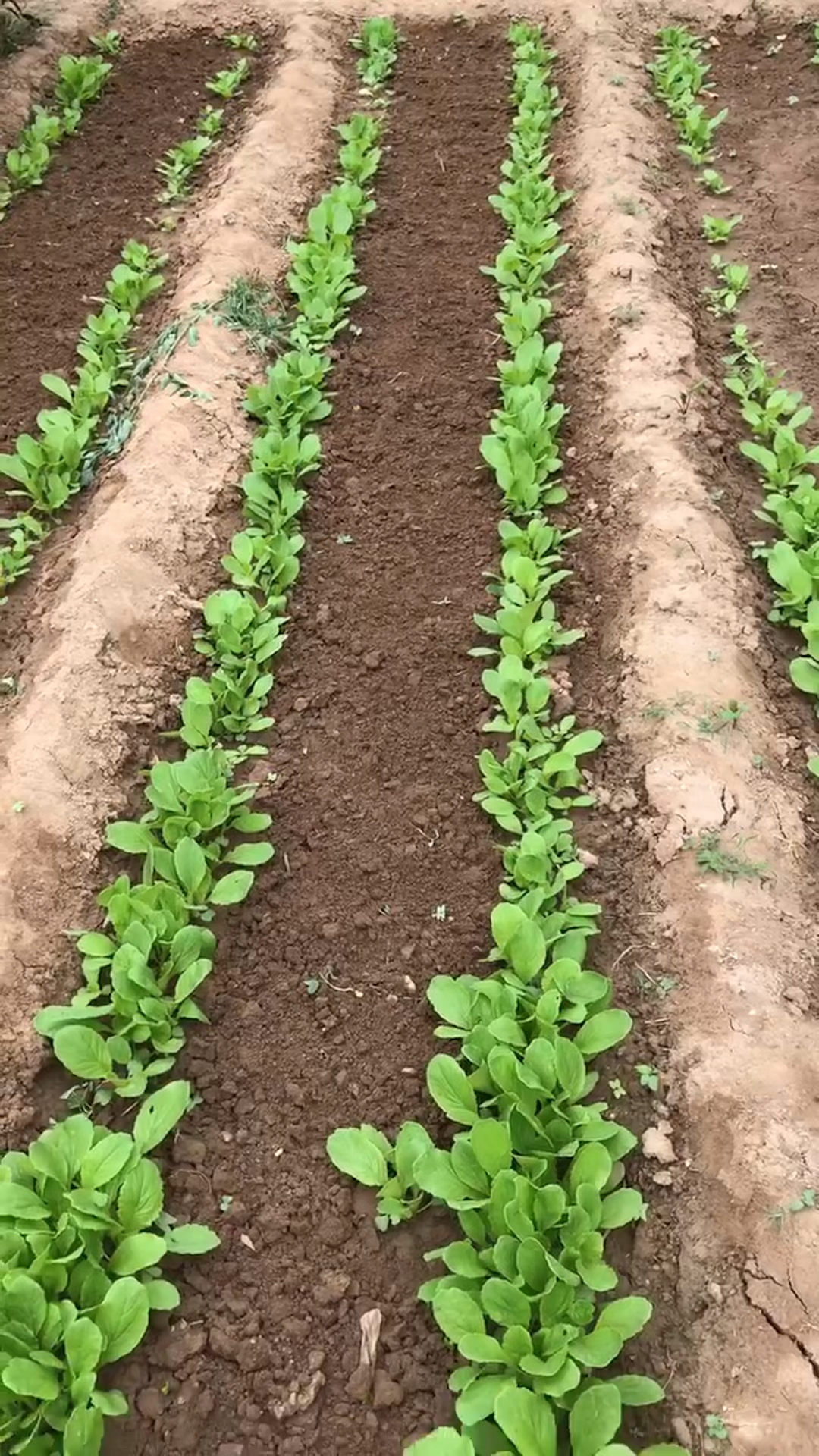 入秋后,一碗小白菜拌汤是一定要安排的。喝一碗小白菜做的拌汤才算真正迎来了秋天。