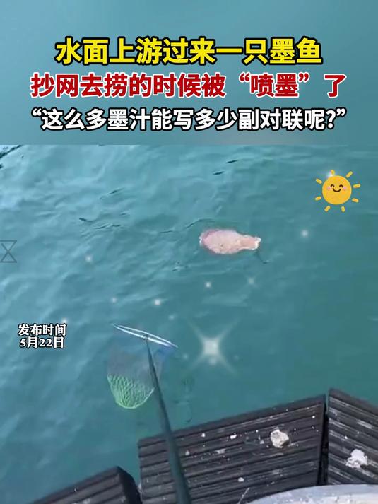 第一次这么直观的看到墨鱼“喷墨”!