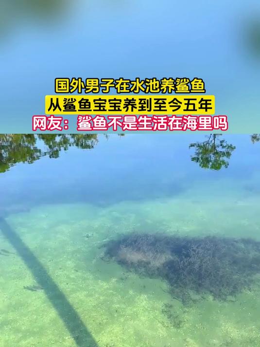 国外男子在水池养鲨鱼，从鲨鱼宝宝养到至今五年，网友：鲨鱼不是生活在海里吗