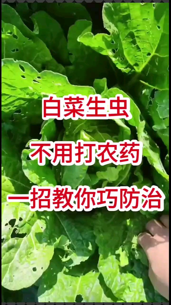 白菜生虫不用打农药,一招教你巧防治。 白菜种植 种植小技巧 蔬菜种植