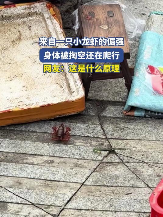 来自一只小龙虾的倔强，身体被掏空还在爬行，网友：这是什么原理
