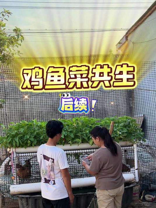 农村90后宝妈为婆婆制作的鸡鱼菜共生系统后续