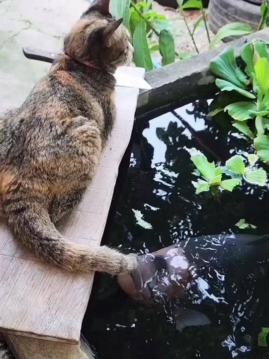 猫咪怒怼大鱼