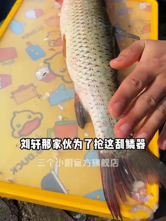 有了这款自动刮鱼鳞能轻松高效去鱼鳞省时省力,真的很方便