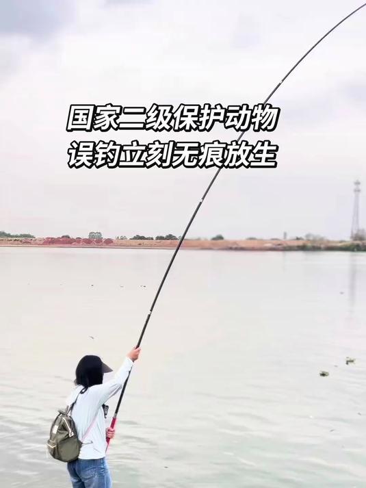 牢底坐穿鱼芝麻剑(斑鳠),国家二级保护动物,野钓误钓,立刻无痕放生