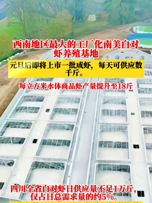 厉害!西南地区最大的南美白对虾养殖基地,1个立方产虾18斤!