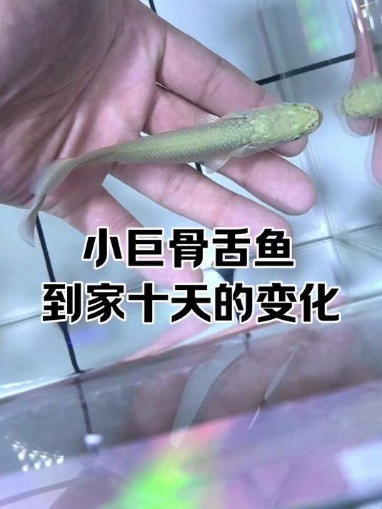 小巨骨舌鱼肉眼可见的长大啦!