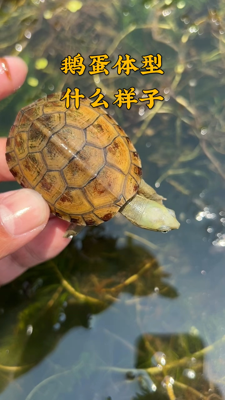 皖喉鹅蛋体型什么样子?黄喉龟哪种体型你最喜欢