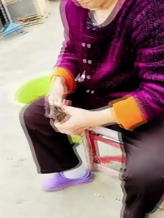 如何快速辨别鸡苗公母