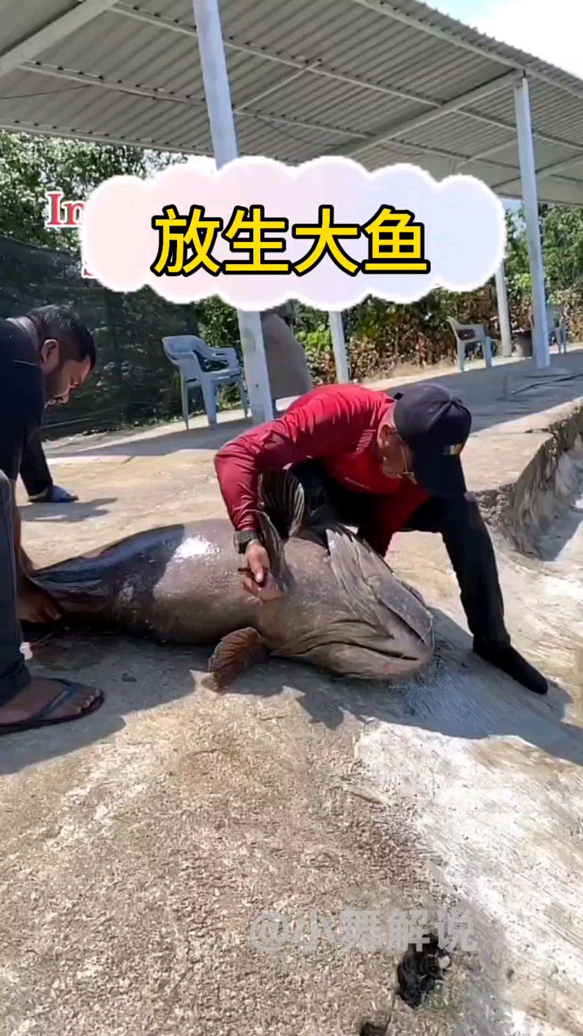 放生了好大的一条鱼