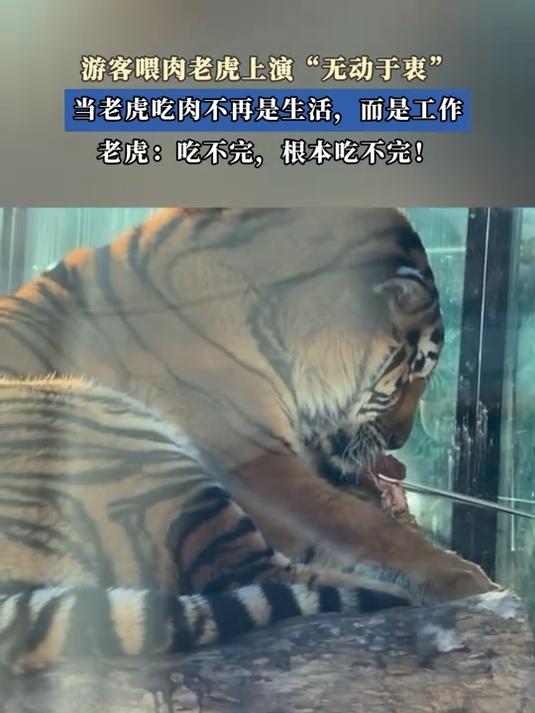 游客喂肉老虎上演“无动于衷”，当老虎吃肉不再是生活，而是工作