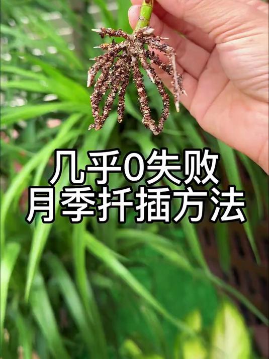 几乎0失败，月季扦插方法