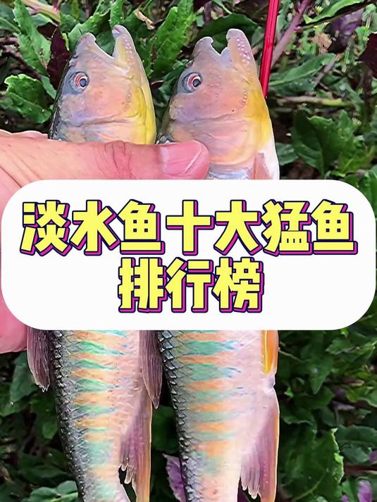 淡水鱼十大猛鱼排行榜
