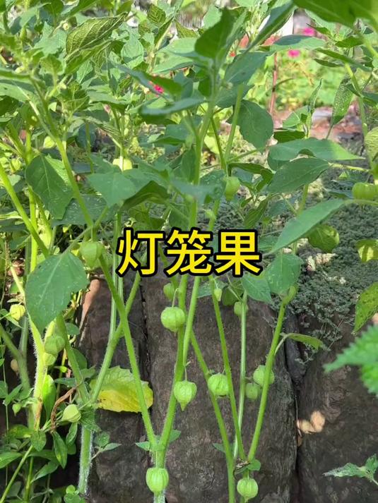 灯笼果,我们这边叫天泡子,你们家乡有吗?