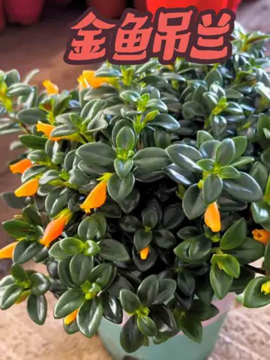 室内盆栽怎么养?年宵花养护秘籍,爱花必看!