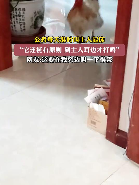 公鸡每天准时叫主人起床,“它还挺有原则 到主人耳边才打鸣”